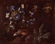 SCHRIECK, Otto Marseus van, Blaue Winde, Krote und Insekten